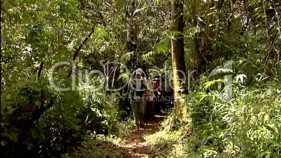 Touristengruppe im Dschungel