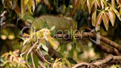 Leguan im Dschungel 2