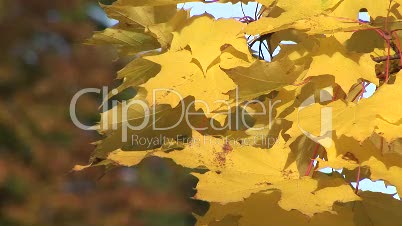 Ahorn Herbstblatt