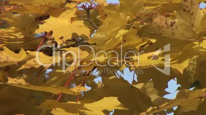 Ahorn Herbstblatt