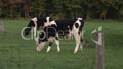 Kuh-Herde auf der Weide (Dollyfahrt)
