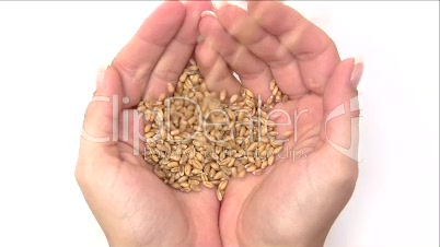 Hände mit Weizen