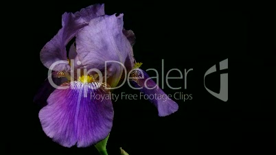 Zeitraffer des wachsenden blaue Iris Blume 5