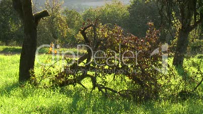 abgebrochener Ast auf der Wiese