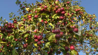 Apfelbaumkrone