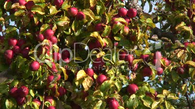 Apfelbaumkrone