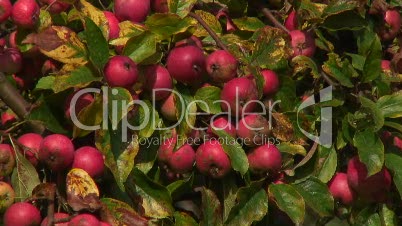 Äpfel am Baum Nahaufnahme
