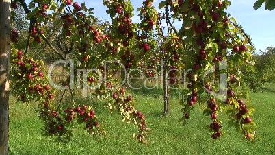 Apfelbaum mit vollreifen Früchten