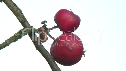 Äpfel am Ast