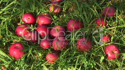 Äpfel auf  Wiese