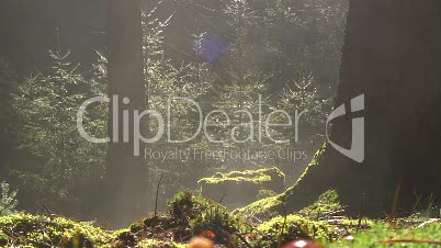 Wald und Nebel mit Lichteinfall