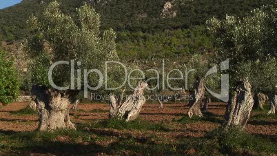 Alte Olivenplantage an der Nordwestküste von Mallorca