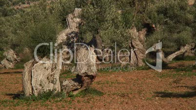 Alte Olivenpntage an der Nordwestküste von Mallorca