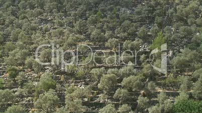 Olivenplantage an der Nordwestküste von Mallorca