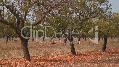Mandelbaumplantage bei Cala Pi