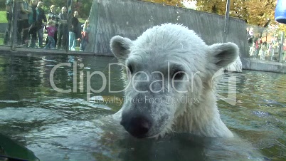 Junger Eisbär im Wasserbecken