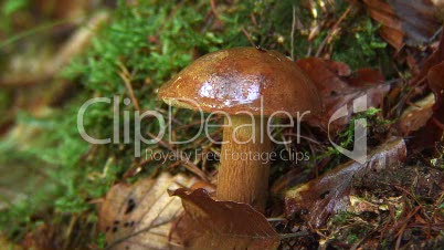 Maronenröhrling (Pilz) im Wald