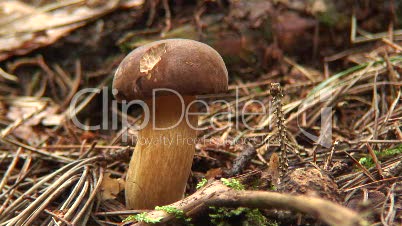 Maronenröhrling (Pilz) im Wald