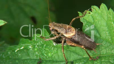 Strauchschrecke auf Blatt