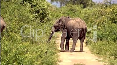 Elefant auf einer Strasse