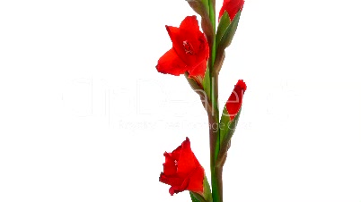 Zeitraffer der roten Blume Gladiole Eröffnung 1