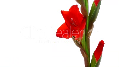 Zeitraffer der roten Blume Gladiole Eröffnung 2