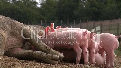 Hausschwein säugt Ferkel (4)