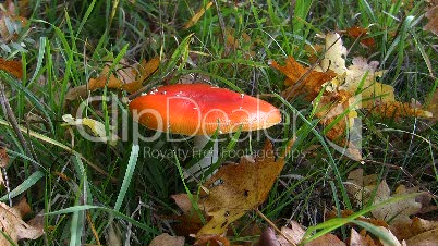 Fliegenpilz im Gras