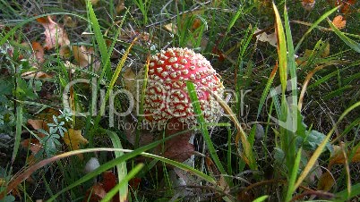 Fliegenpilz im Gras (3)