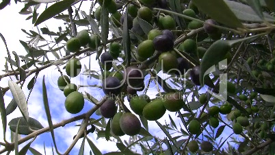 Oliven am Baum (Toskana)