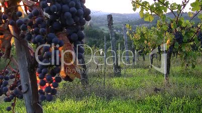 Weintrauben am Rebstock (Toskana)