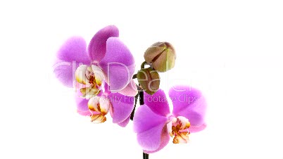 Zeitraffer der Eröffnung lila Orchidee 2