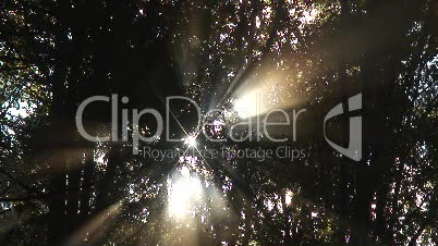 Sonnenstrahlen durch Laubwalddach 1
