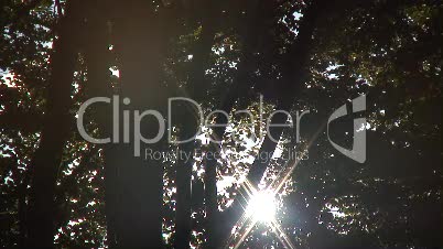 Sonnenstrahlen durch Laubwalddach 2
