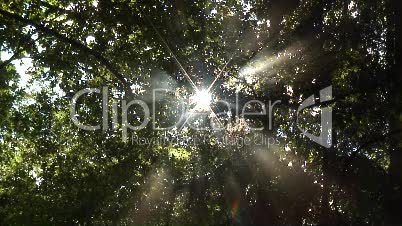 Sonnenstrahlen durch Laubwalddach 6