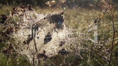 Wiesenpflanze mit Spinnenweben und Morgentau