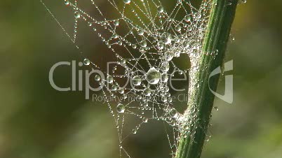 Wiesenpflanze mit Spinnenweben und Morgentau