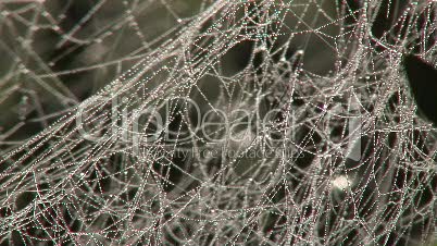 Spinnenweben um Wiesenpflanzen