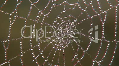 Spinnennetz im Morgentau 3