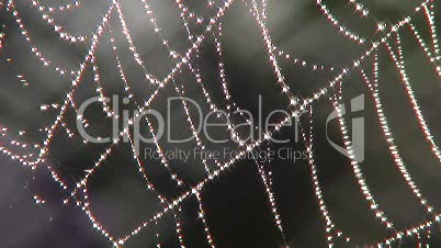 Spinnennetz im Morgentau 2