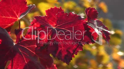 rote Wein-Blätter im Herbst