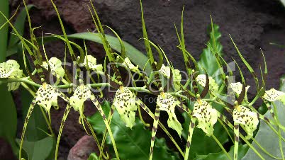 Orchidee, Orchidaceae