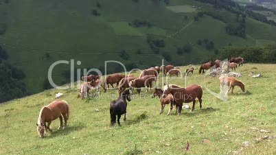 Pferdeherde in den Pyrenäen