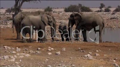Elefanten im Etosha Nationalpark am Wasserloch