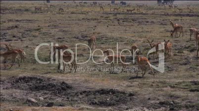 Antilopen in der afrikanischen Savanne