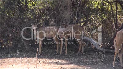 Impalas unter einem Baum