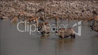 2 Oryxantilopen im Wasserloch in Namibia
