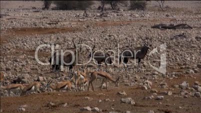 3 Oryxantilopen und Impalas im Etosha Nationalpark