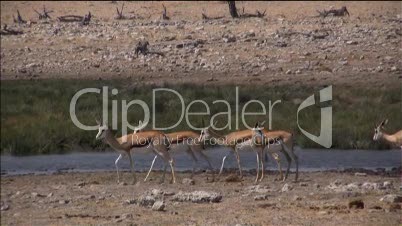 Mehrere Impalas laufen am Wasserloch durch die Kamera