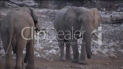 2 Elefanten in afrikanischer Savanne